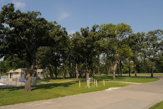 Numerous Oaks in Riverside Park