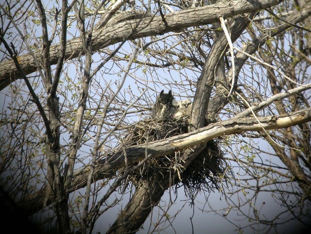 Great Horned Owl with Young