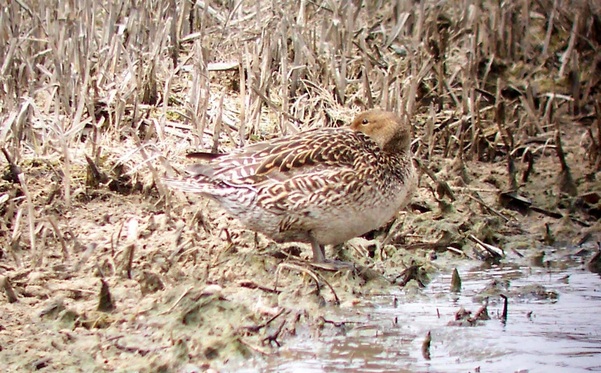 Northern Pintail, Female