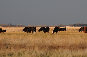 Cows grazing on prairie
