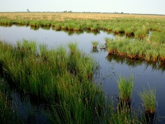 Ephemeral wetland in Oakville Township