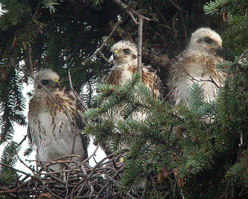 Immature Cooper's Hawks at the nest