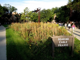 Soaring Eagle Prairie