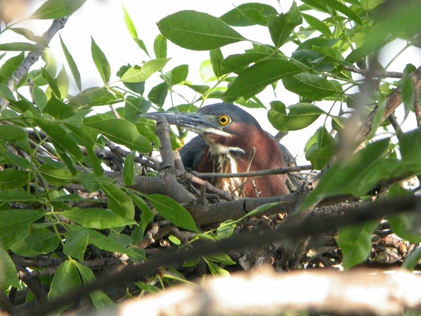 Green Heron on Nest