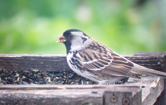 Harris's Sparrow